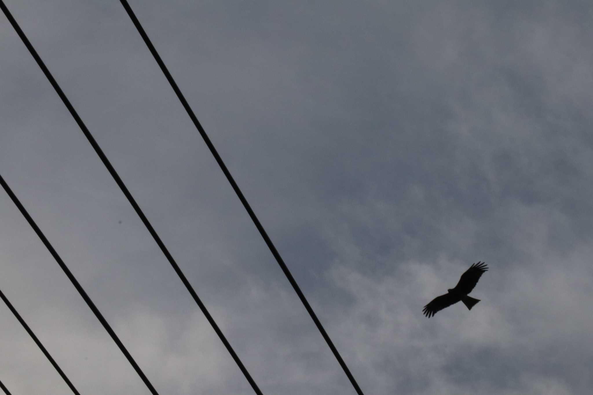 Photo of Black Kite at 鎌倉市 by HISA HISA