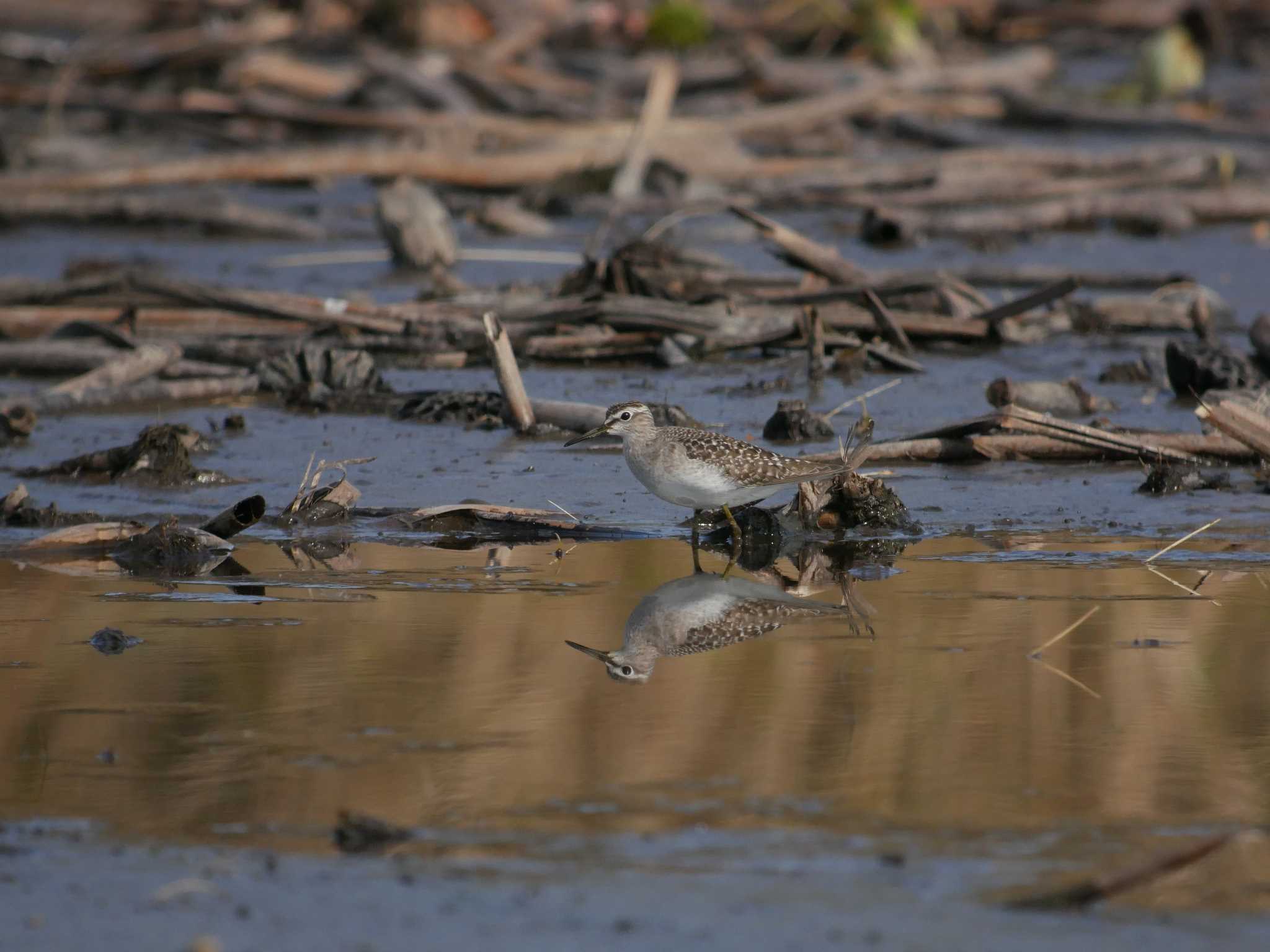 水鏡のタカブシギ