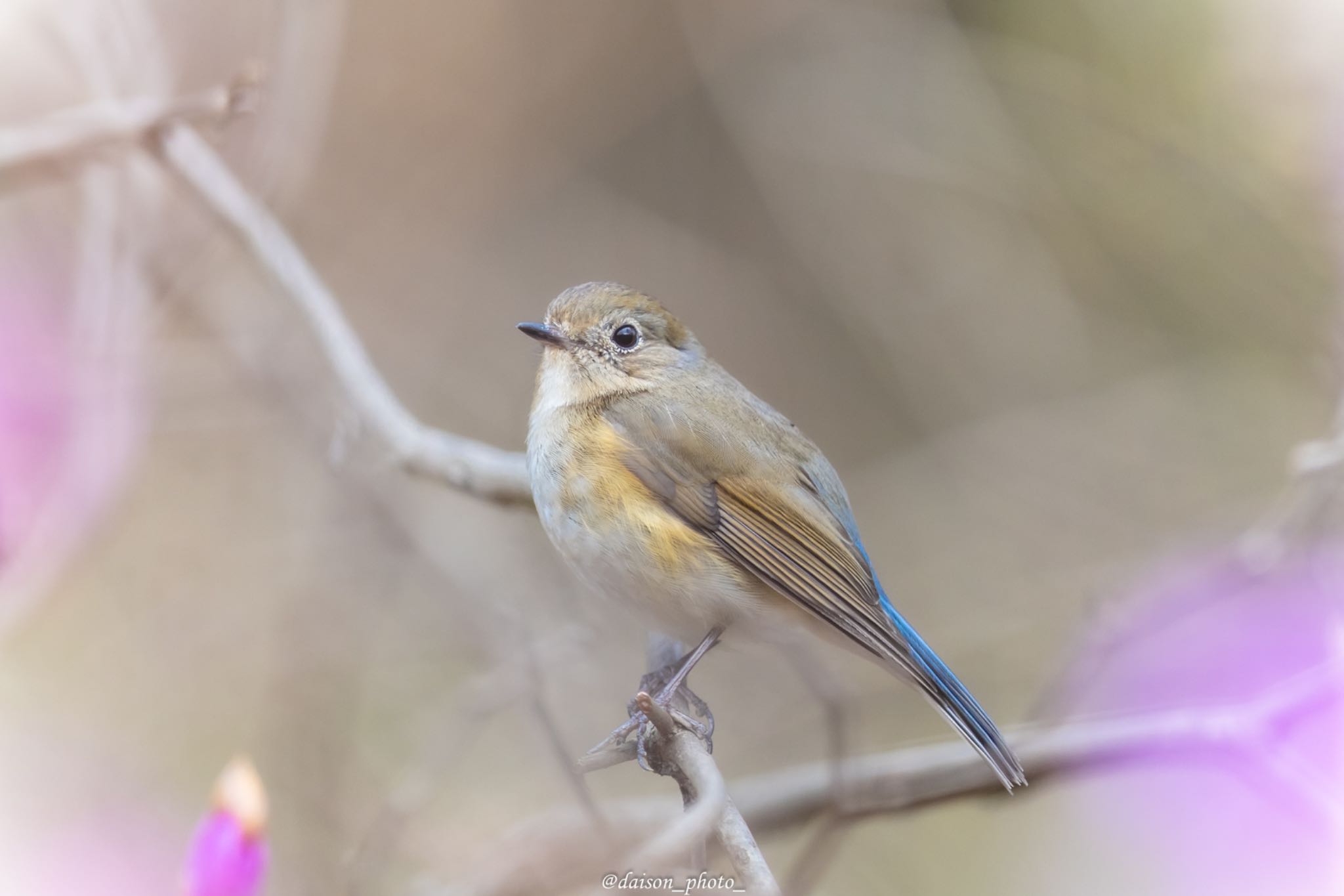 Red-flanked Bluetail