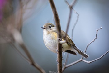 ルリビタキ 薬師池公園 2022年3月28日(月)