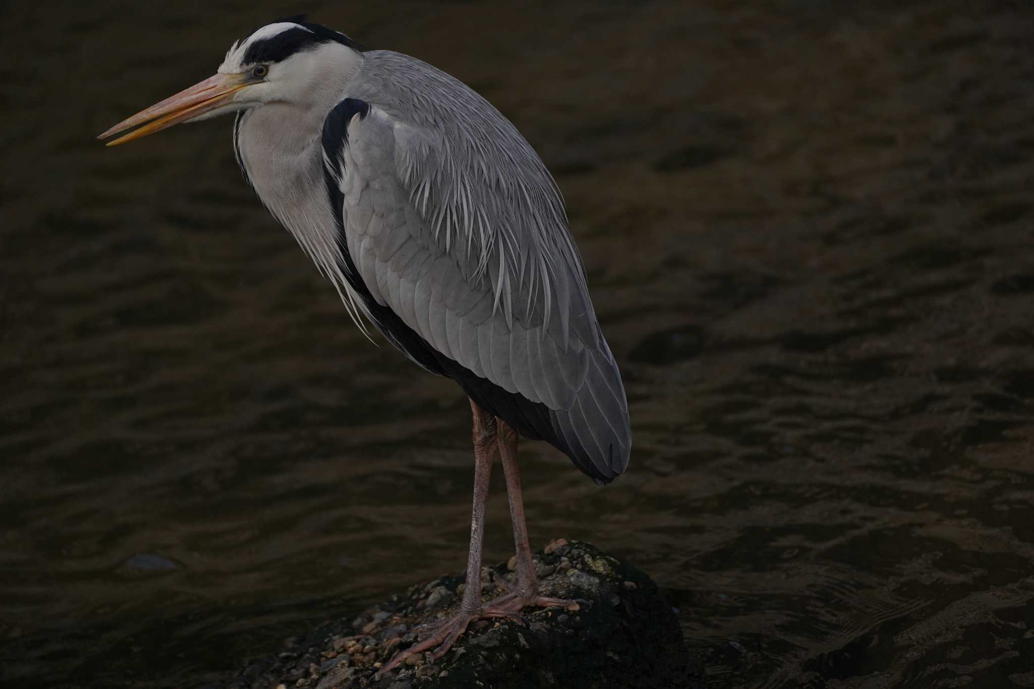 Grey Heron