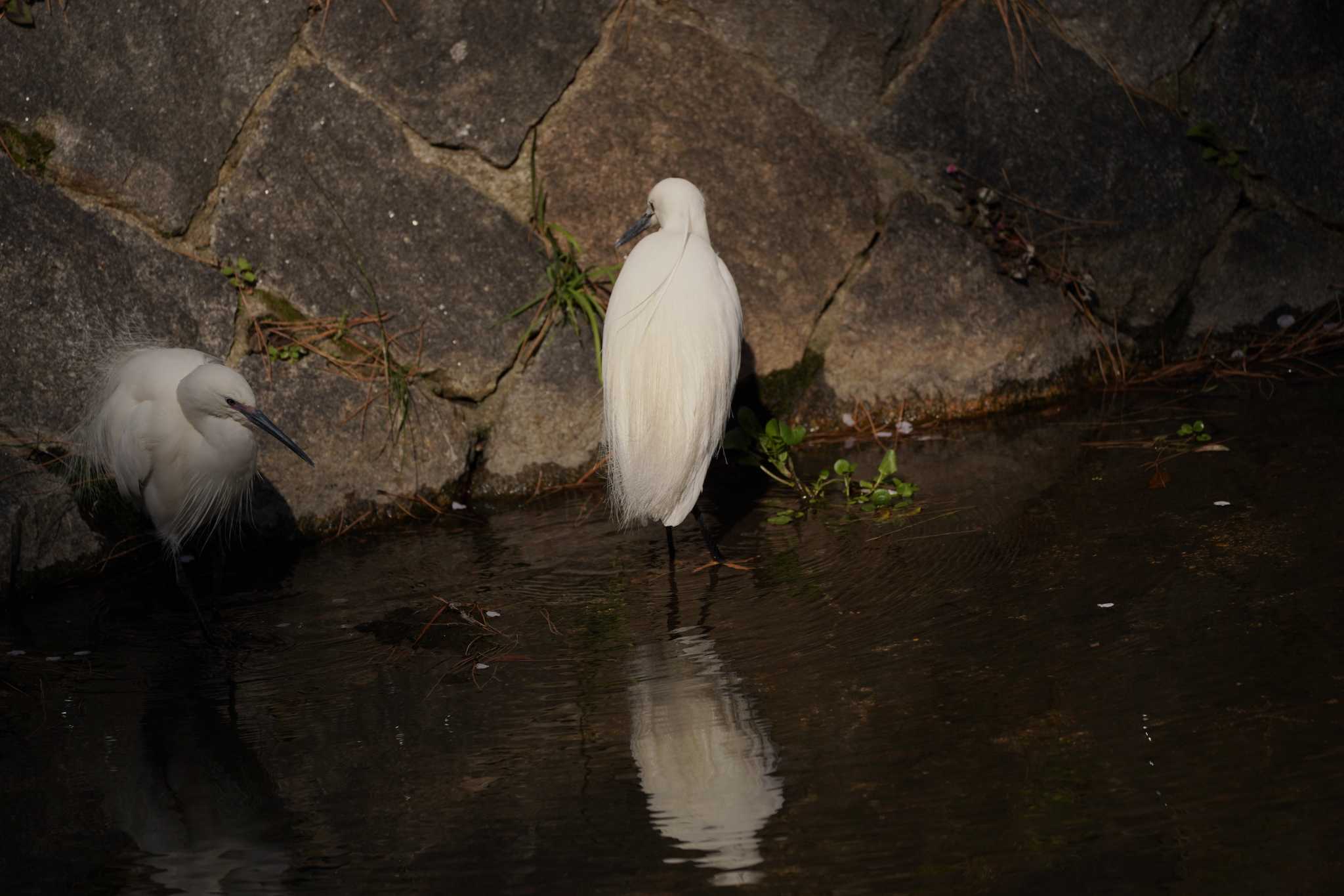 Little Egret