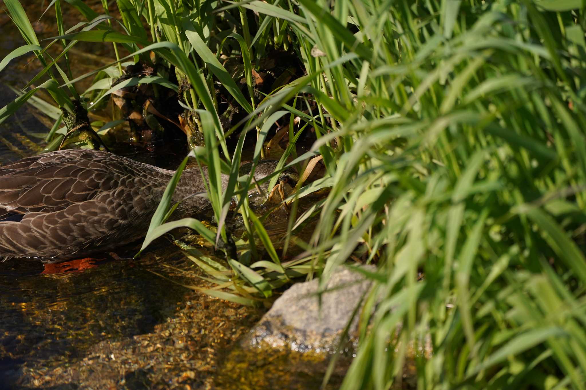 Eastern Spot-billed Duck