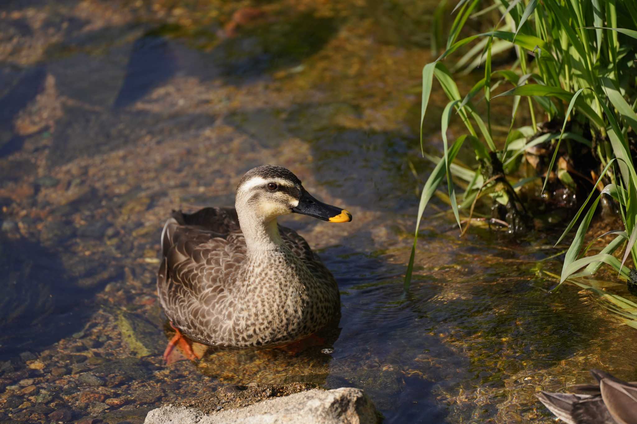 Photo of Eastern Spot-billed Duck at 兵庫県西宮市夙川公園 by Tsubasa Abu