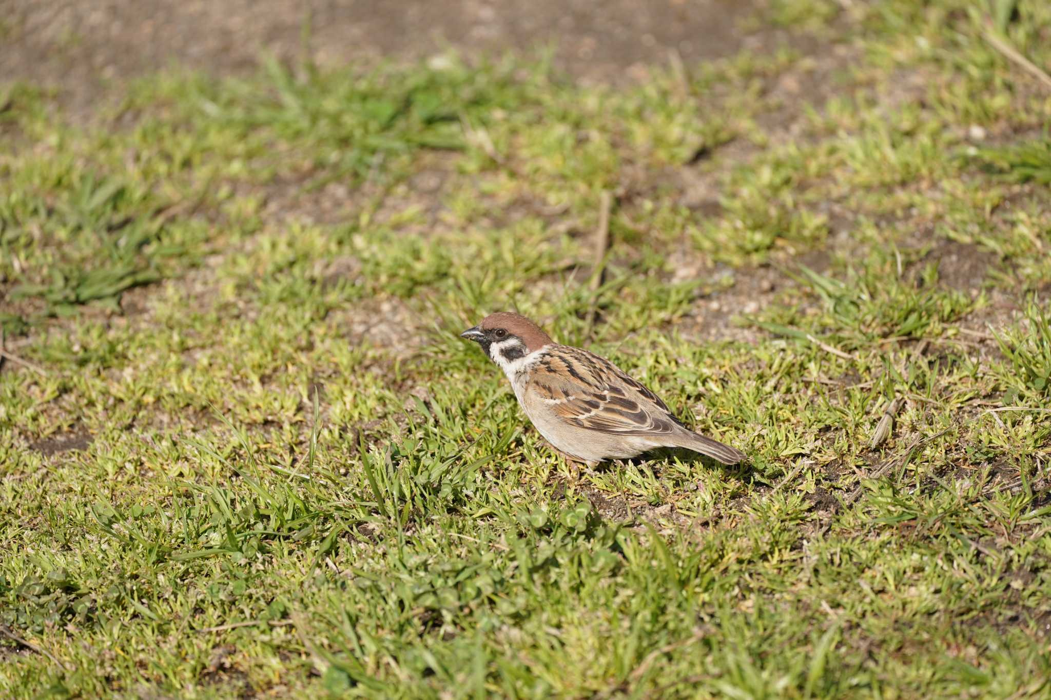 Eurasian Tree Sparrow