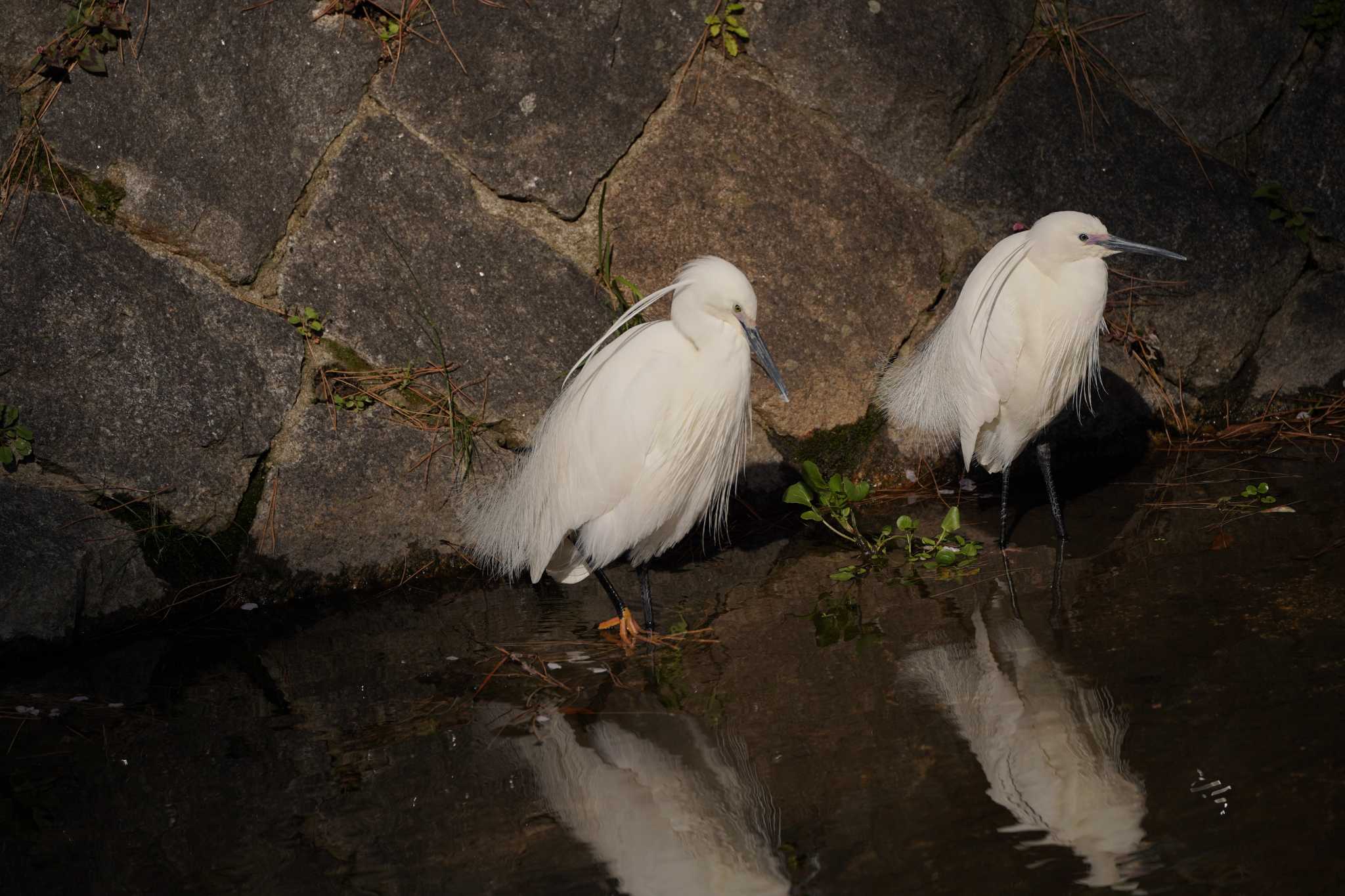 Photo of Little Egret at 兵庫県西宮市夙川公園 by Tsubasa Abu