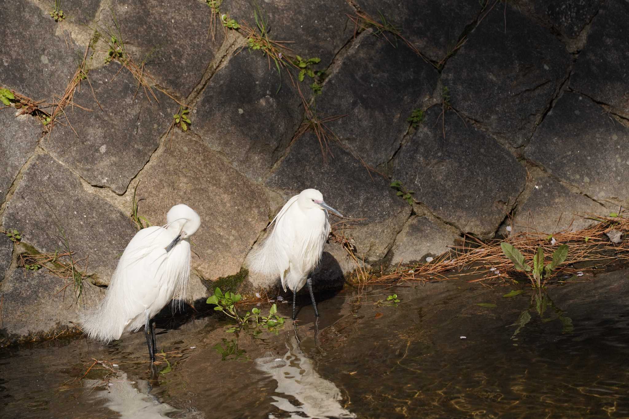 Little Egret