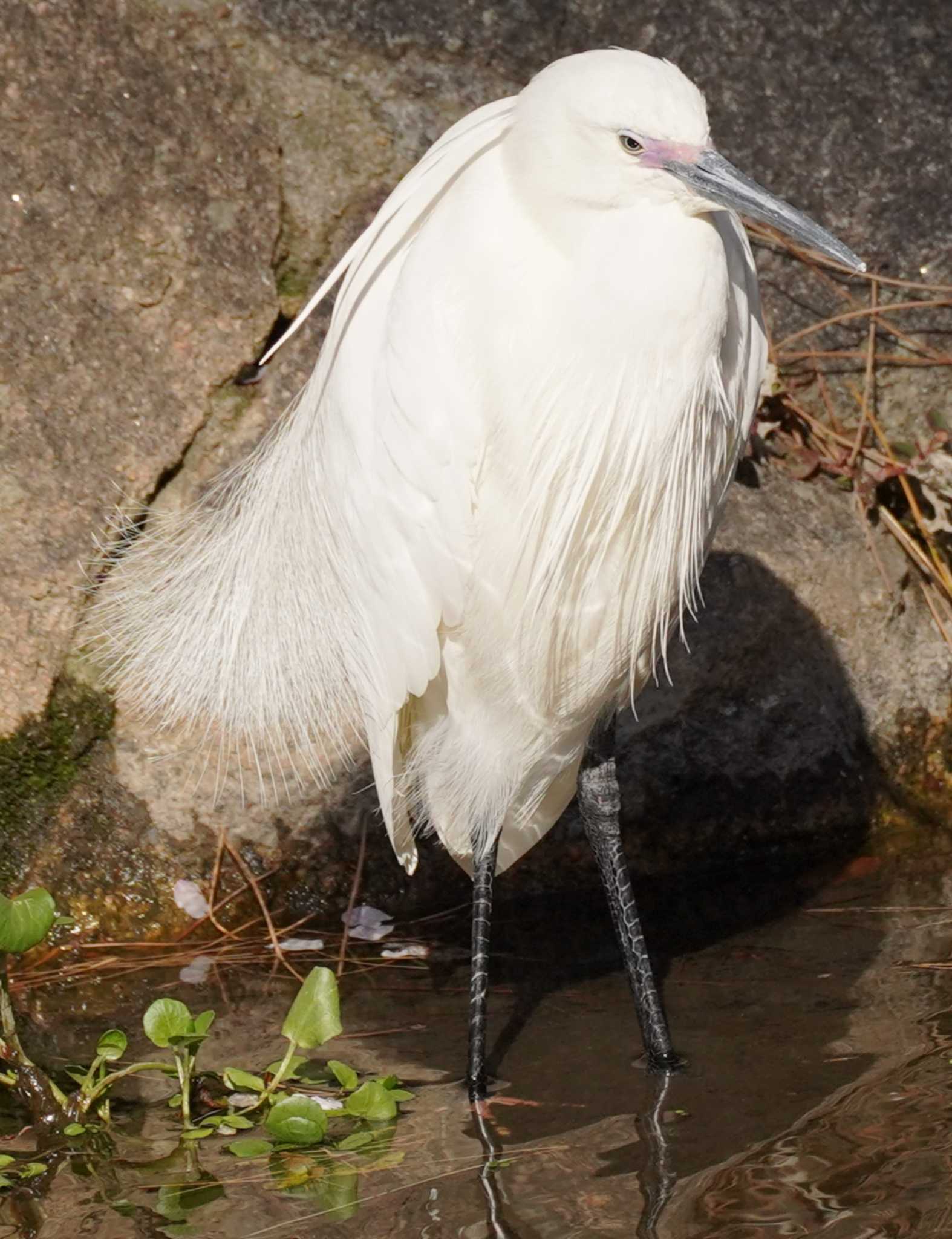 Little Egret