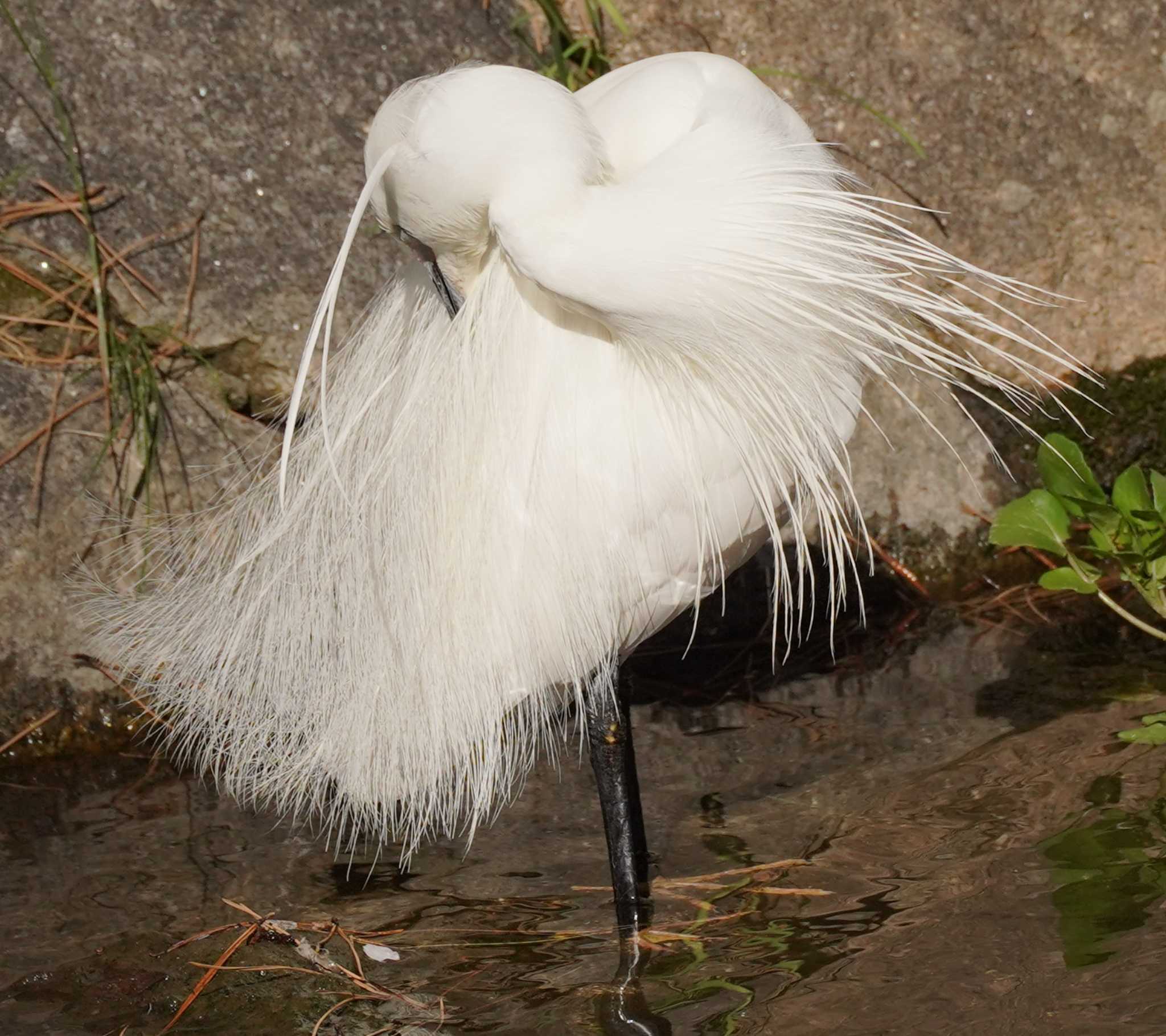 Little Egret