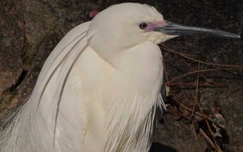 2022年4月1日(金) 兵庫県西宮市夙川公園の野鳥観察記録