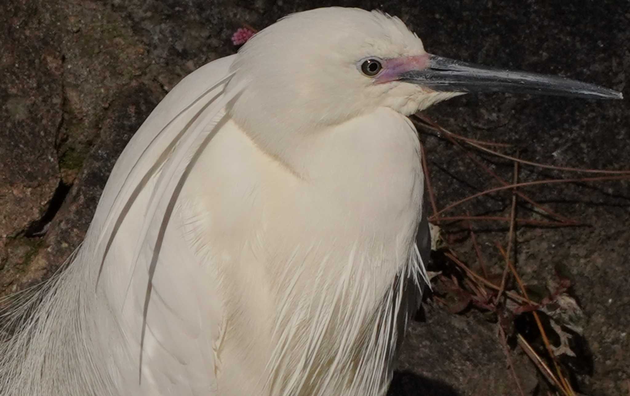 Little Egret