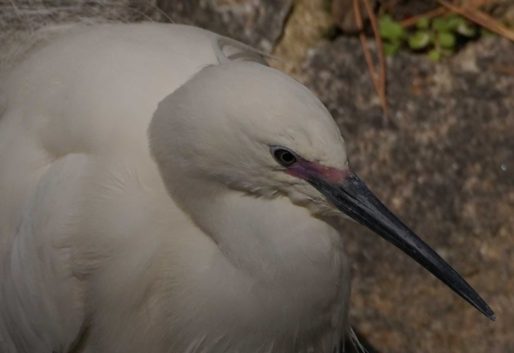 Little Egret