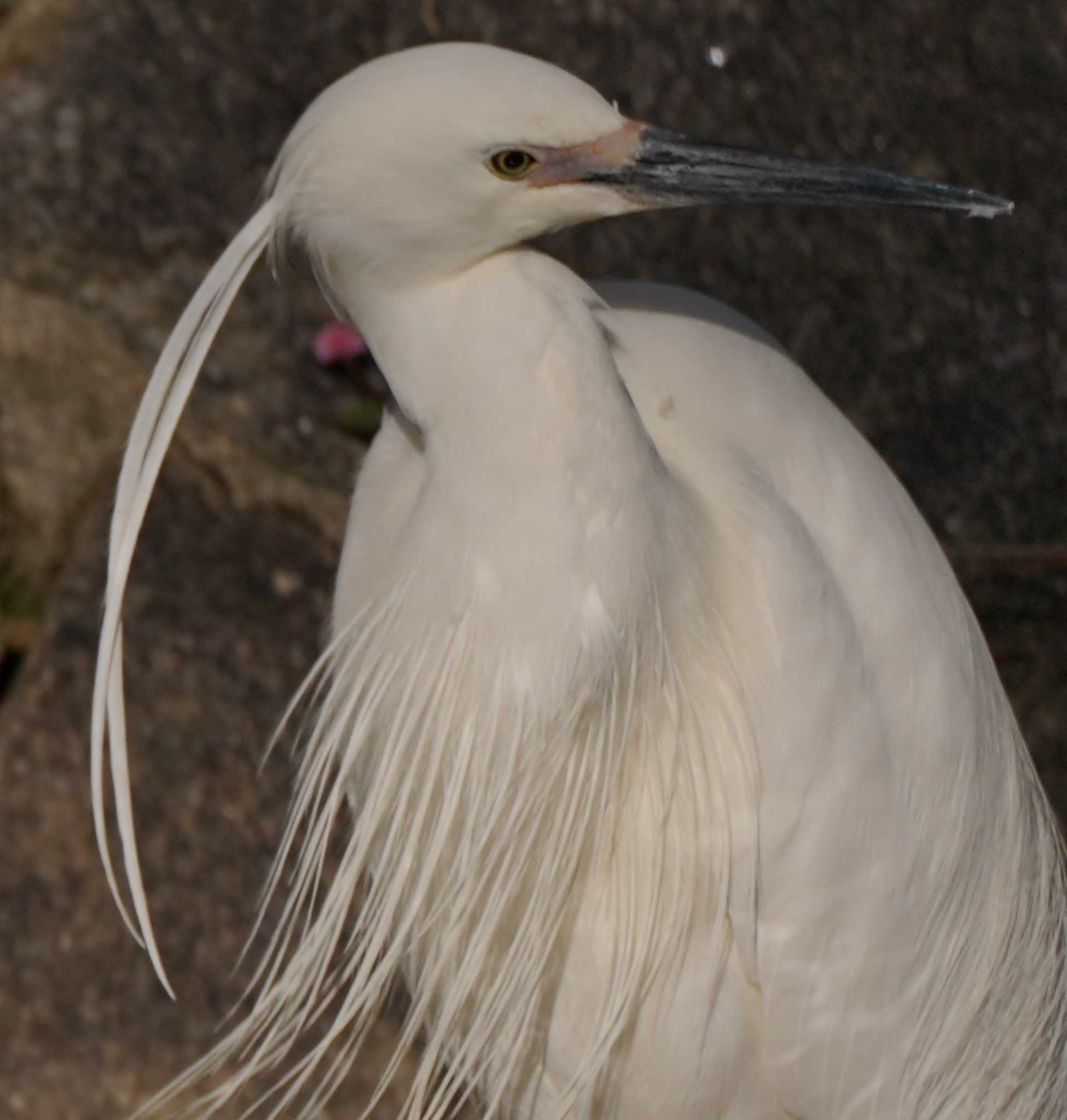 Little Egret