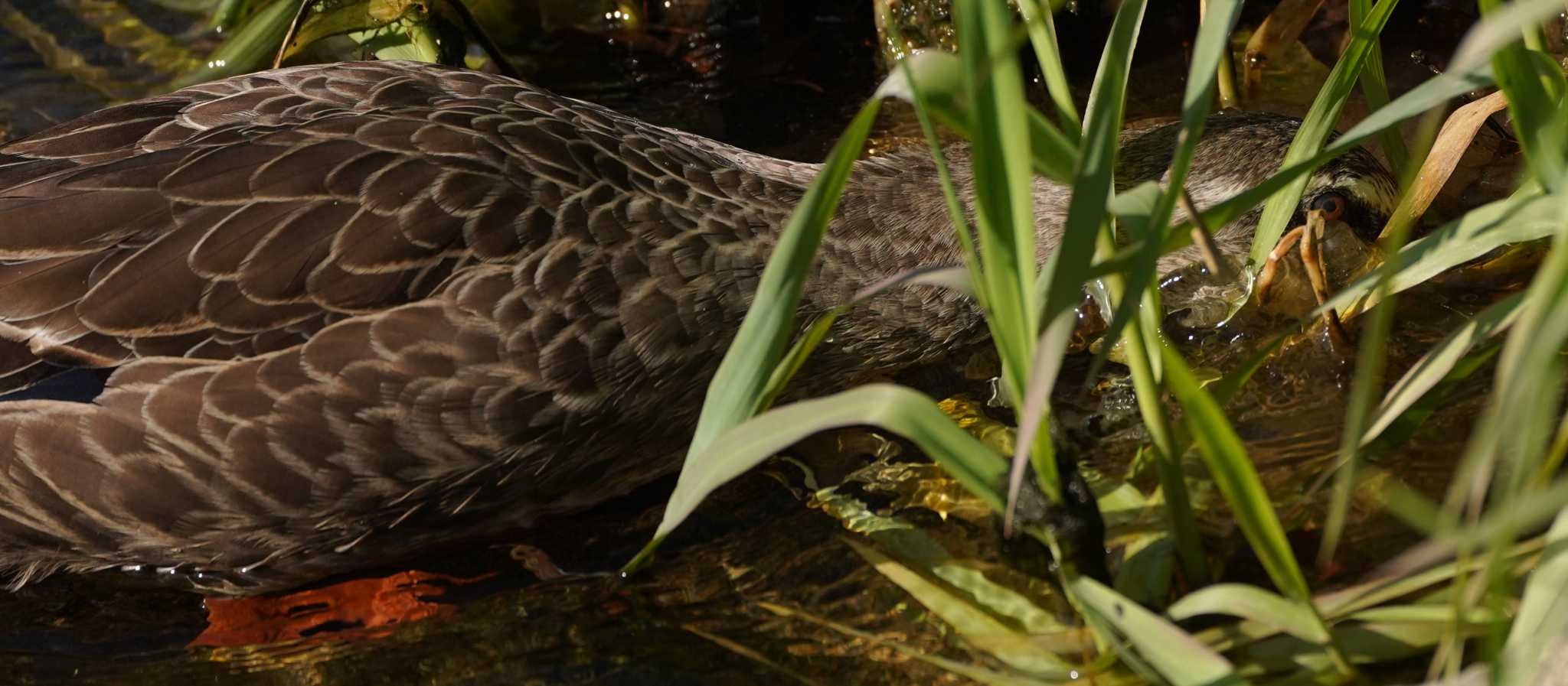 Eastern Spot-billed Duck