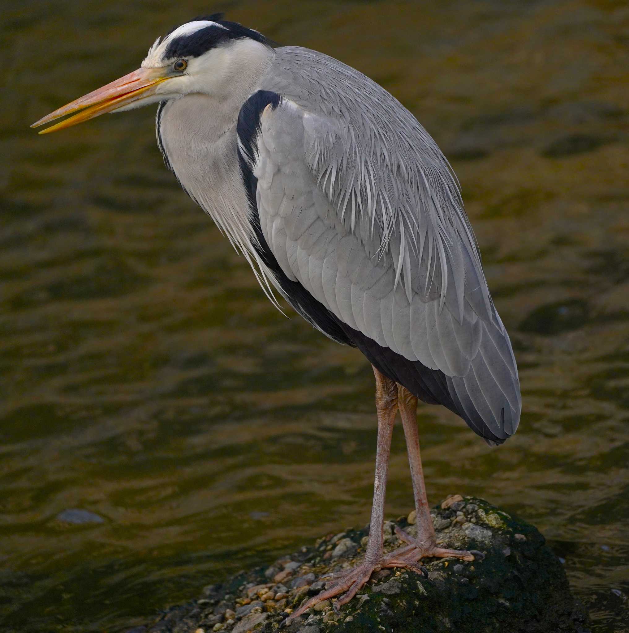 Grey Heron