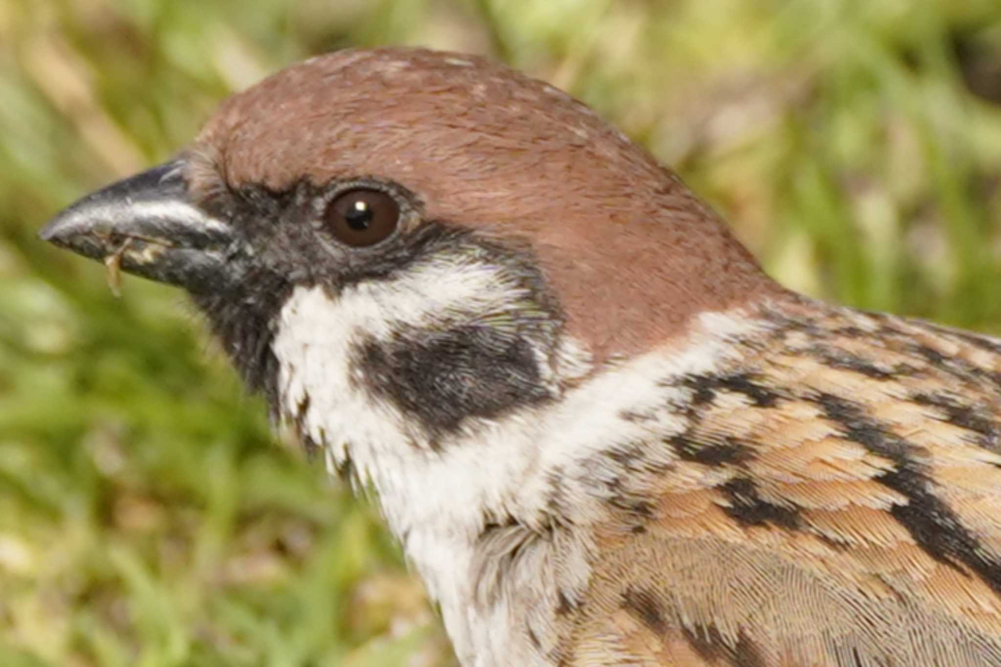 Eurasian Tree Sparrow