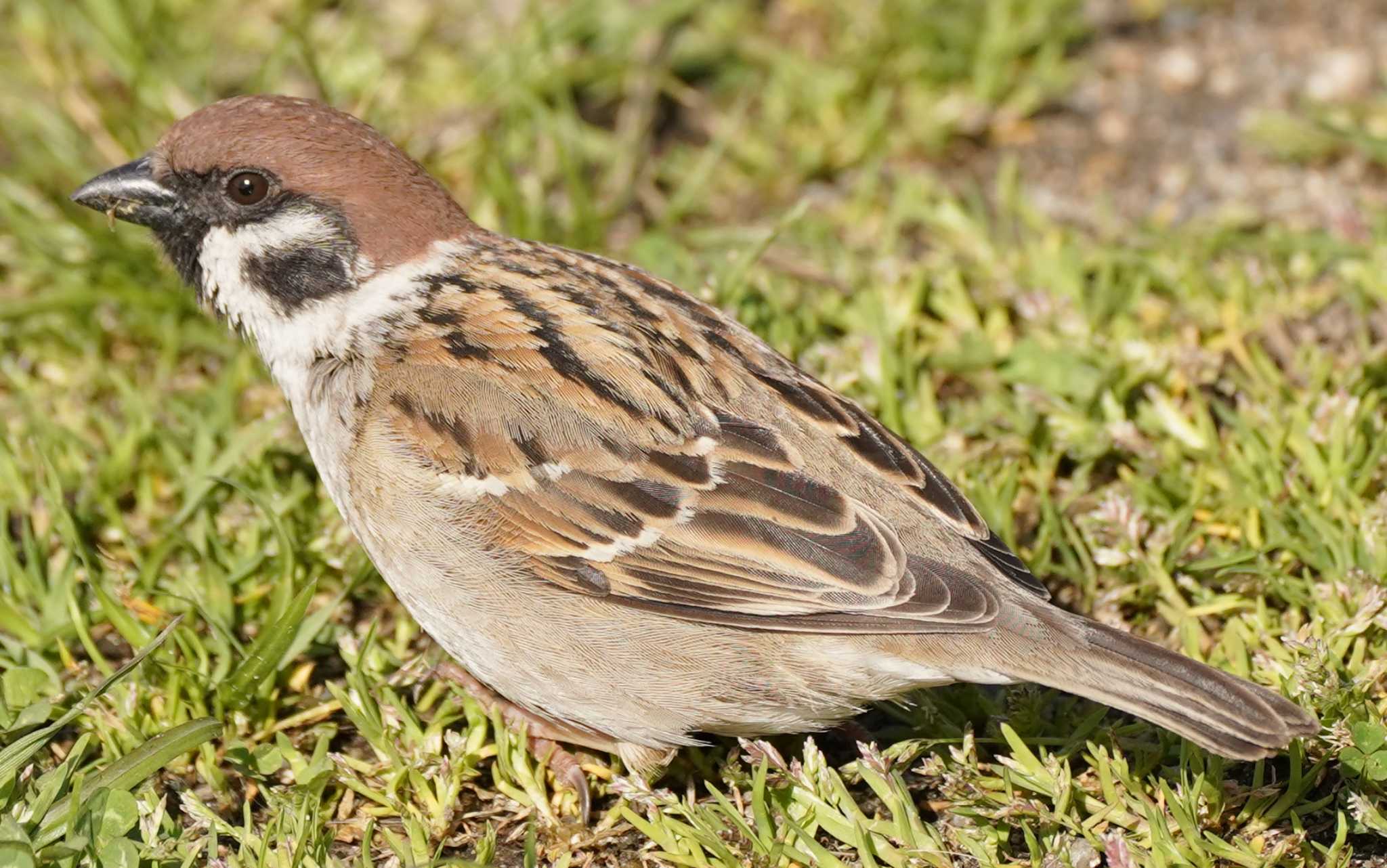 Eurasian Tree Sparrow