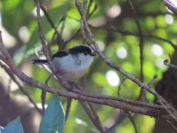 Long-tailed Tit 長野緑地公園 Fri, 4/1/2022