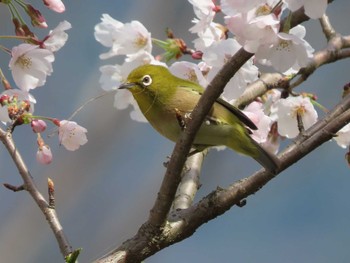 Warbling White-eye 長野緑地公園 Fri, 4/1/2022