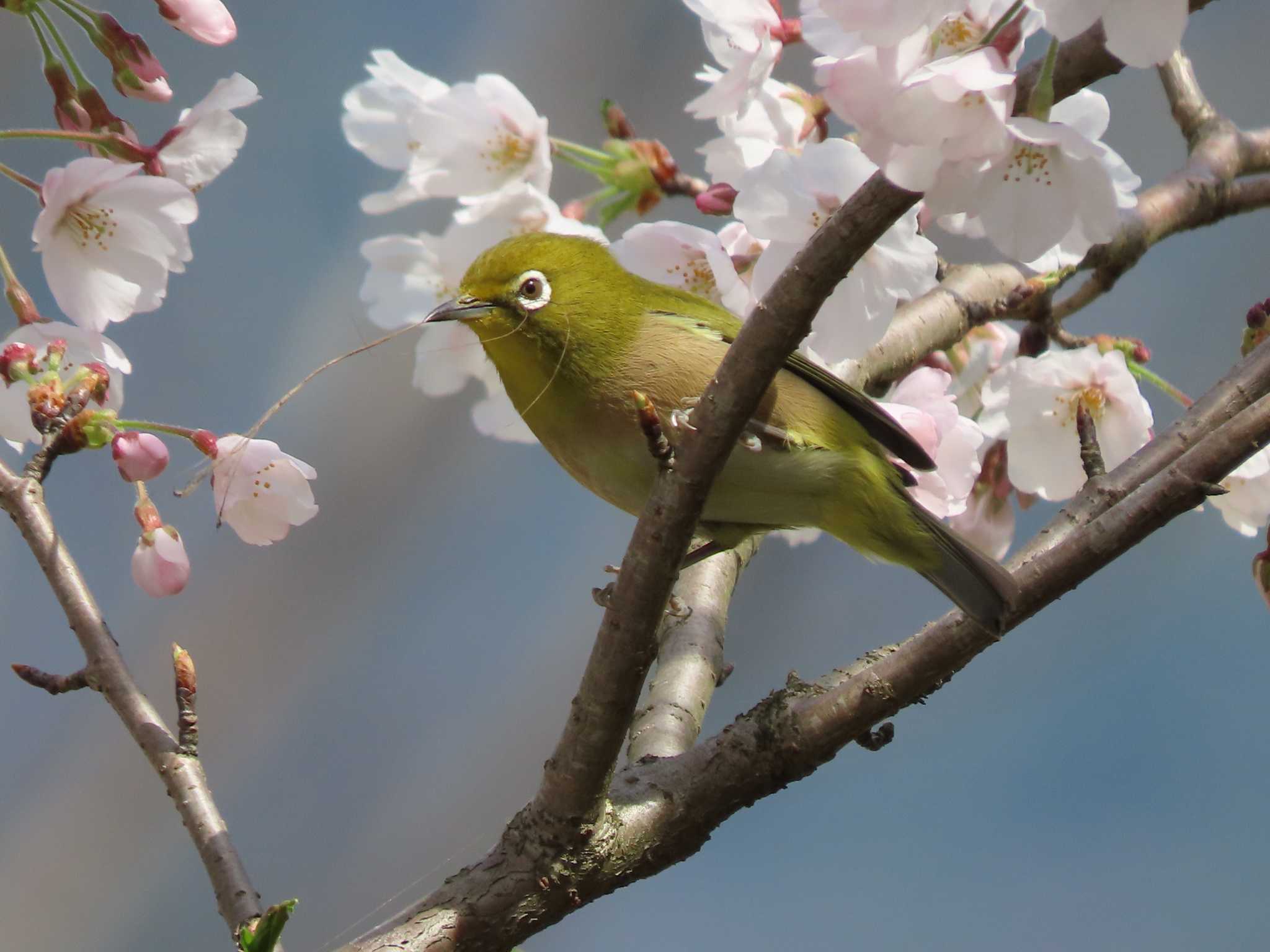 Warbling White-eye