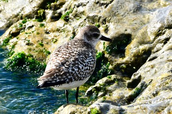 Grey Plover 静岡県 御前崎海岸 Sun, 2/6/2022