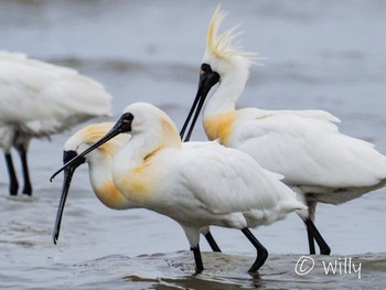 Black-faced Spoonbill 有明海 Mon, 3/21/2022