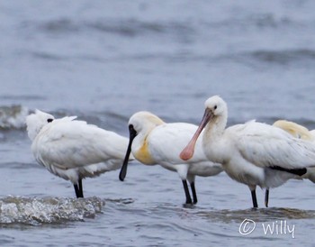 Eurasian Spoonbill 有明海 Mon, 3/21/2022