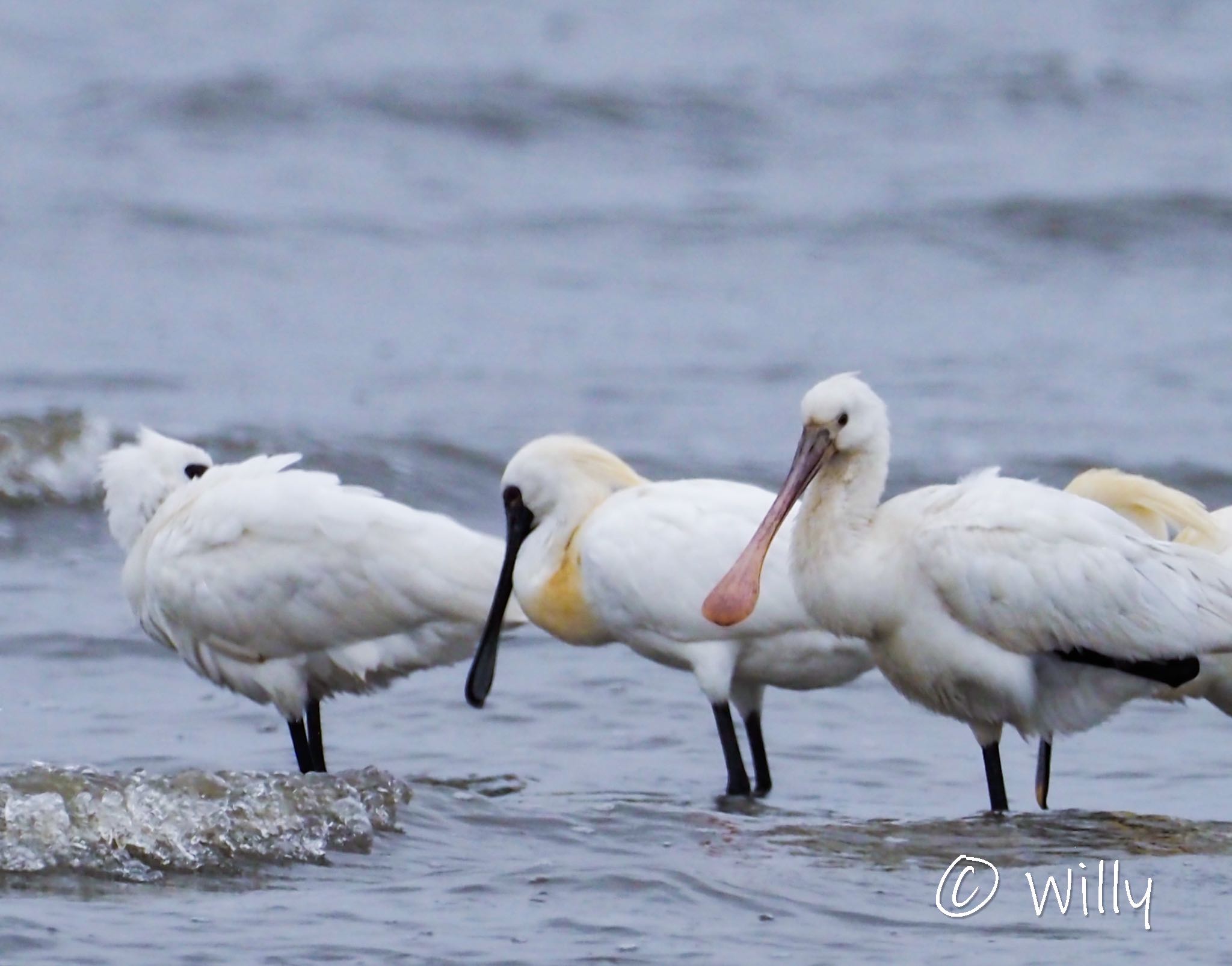 Photo of Eurasian Spoonbill at 有明海 by willy