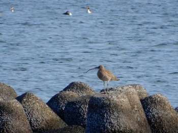 Eurasian Curlew Kasai Rinkai Park Fri, 4/1/2022