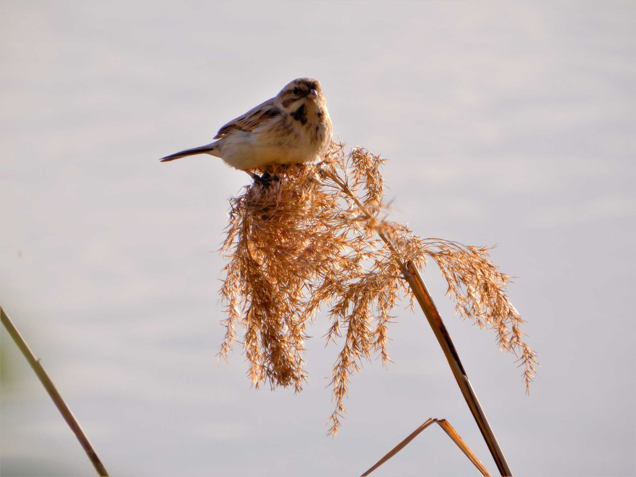 Common Reed Bunting