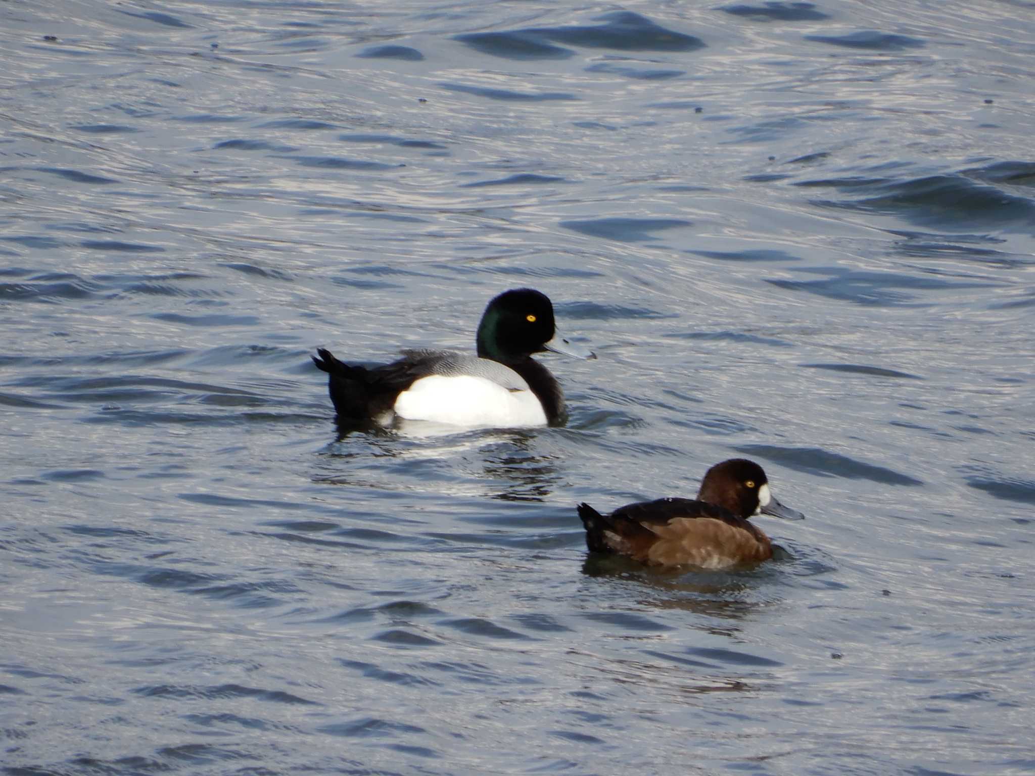 Greater Scaup