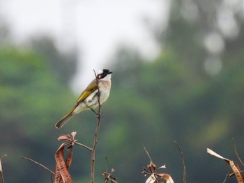 Light-vented Bulbul 金武町田いも畑(沖縄県) Sun, 3/27/2022