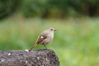 Daurian Redstart Matsue Castle Fri, 4/1/2022