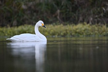 コハクチョウ 越辺川(埼玉県川島町) 2021年12月4日(土)