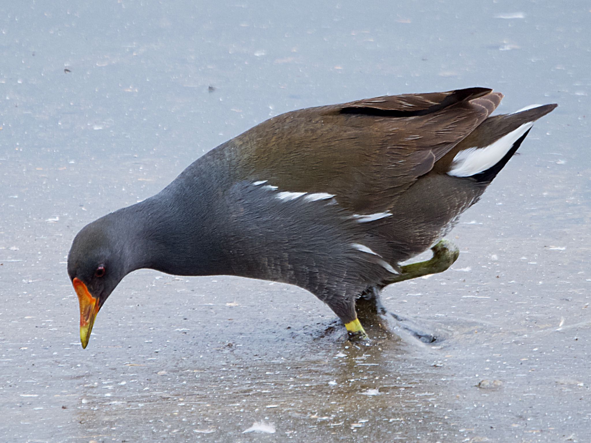 Photo of Common Moorhen at 境川遊水地公園 by アポちん