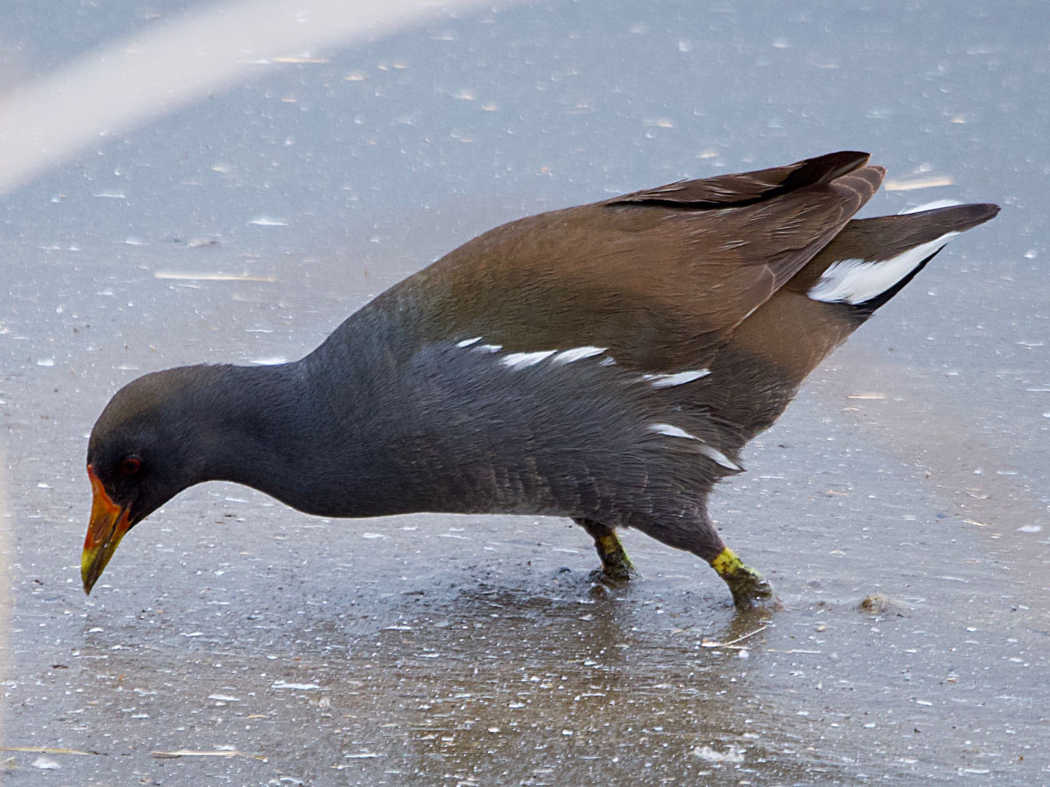 Photo of Common Moorhen at 境川遊水地公園 by アポちん