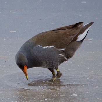 Common Moorhen 境川遊水地公園 Sat, 3/26/2022