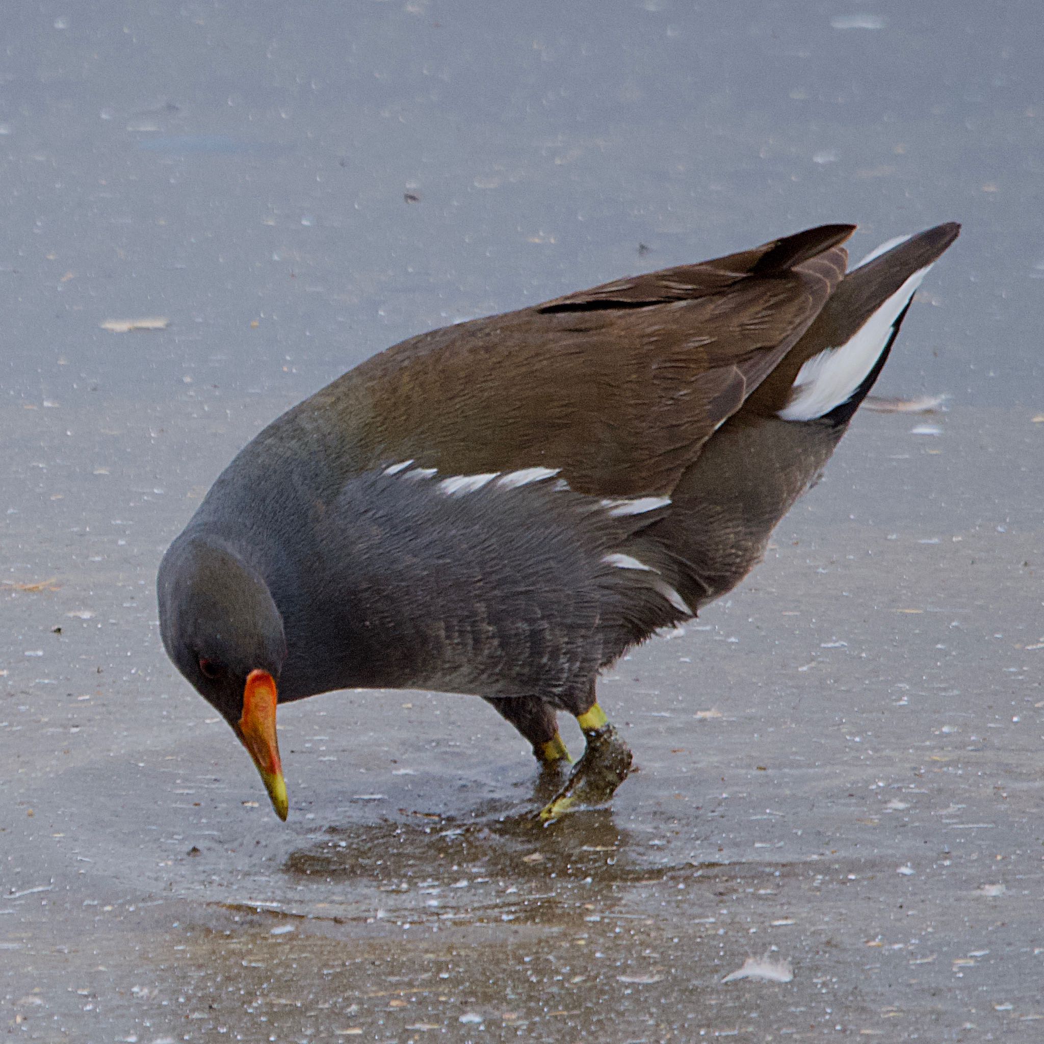 Common Moorhen