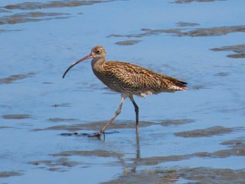 Fri, 4/1/2022 Birding report at 曽根干潟(曾根干潟)