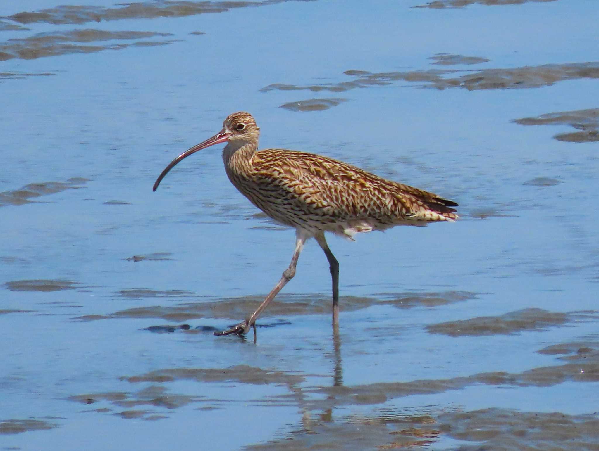 Eurasian Curlew