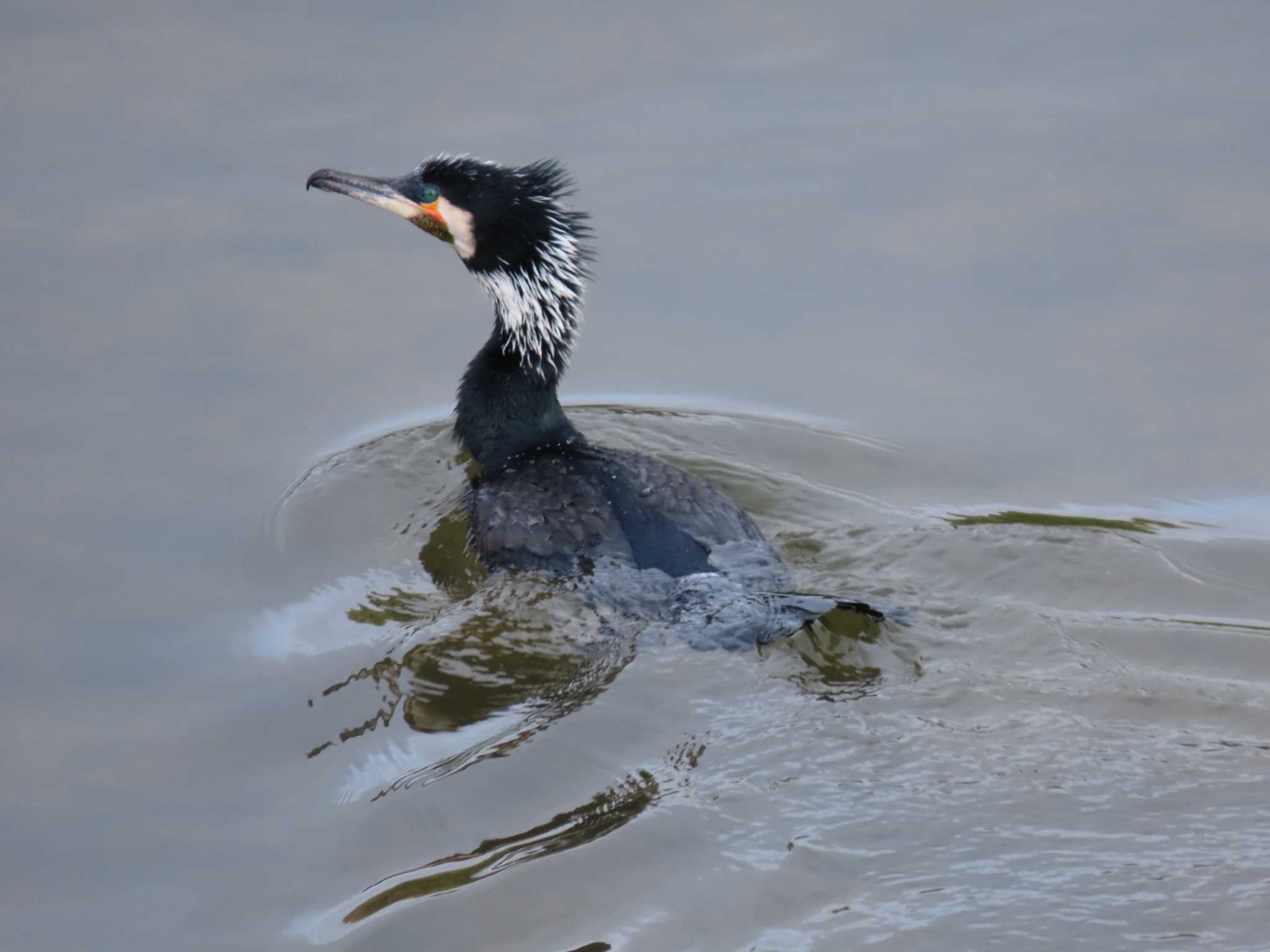 Great Cormorant