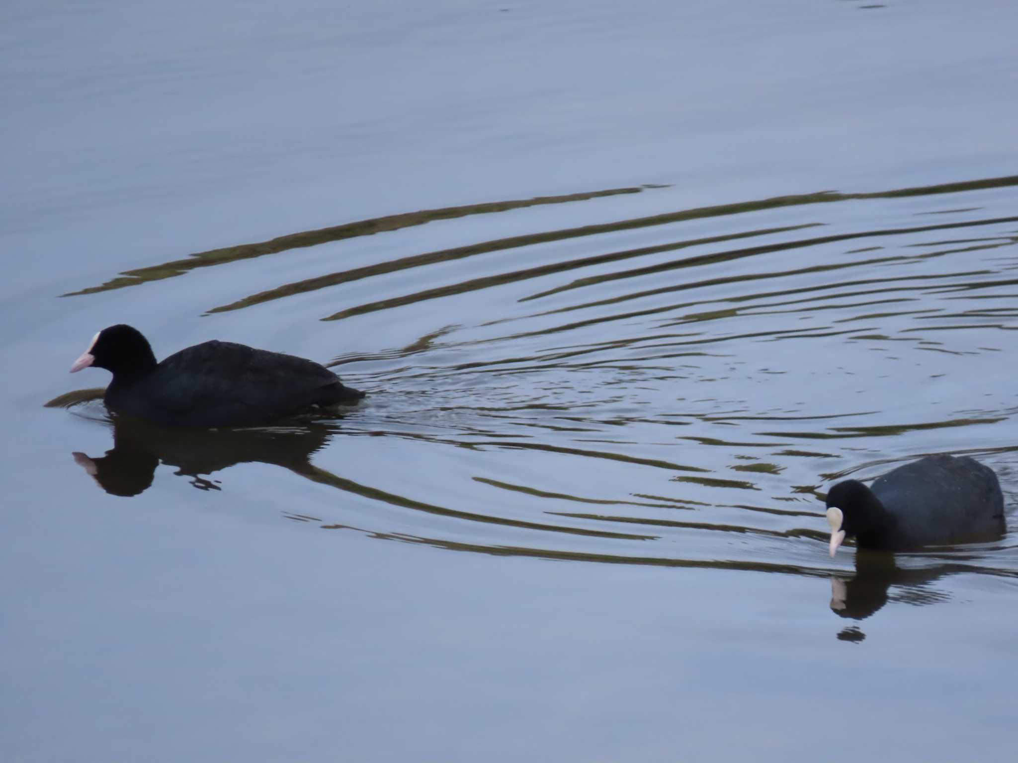 Eurasian Coot