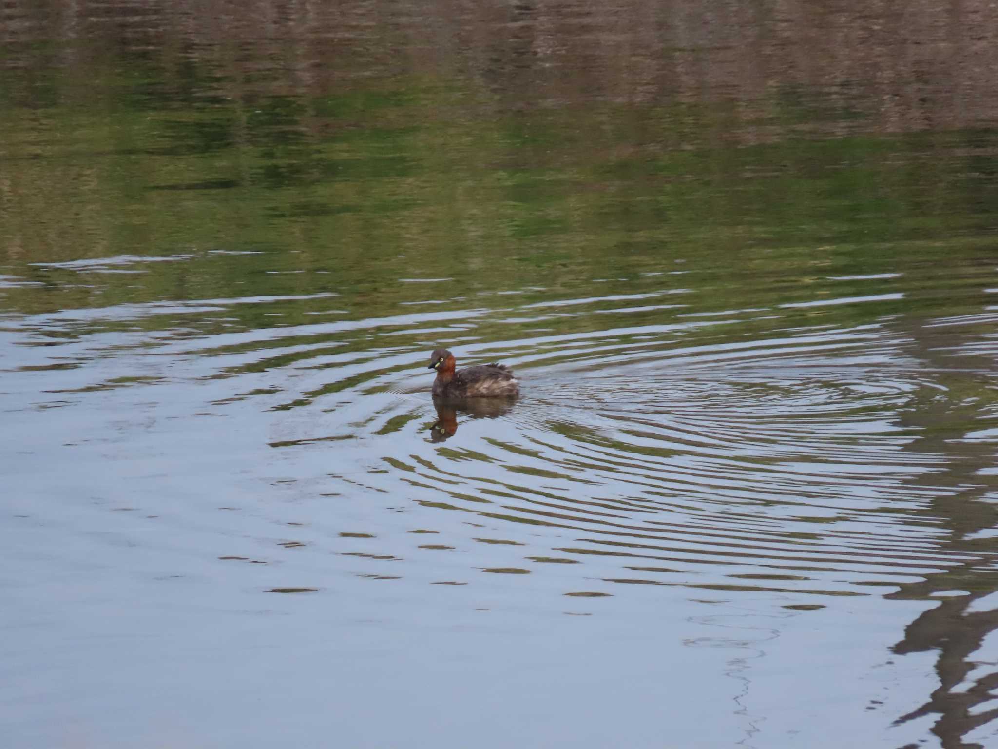 Little Grebe