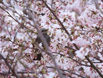 2022年4月2日(土) 海蔵川の野鳥観察記録