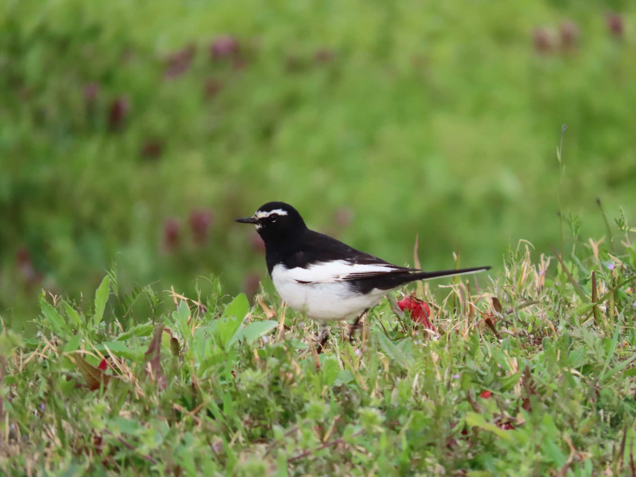 Japanese Wagtail