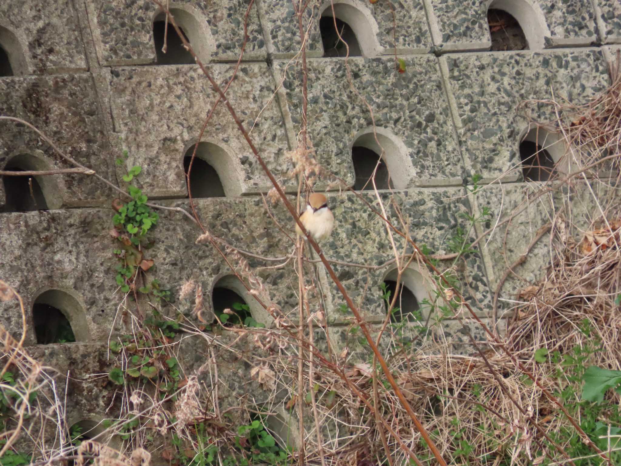 Bull-headed Shrike