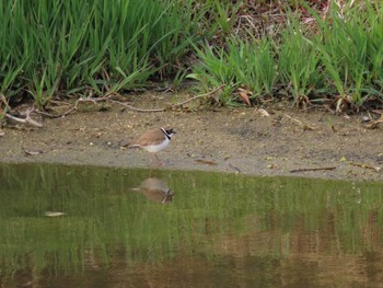 Little Ringed Plover 海蔵川 Sat, 4/2/2022