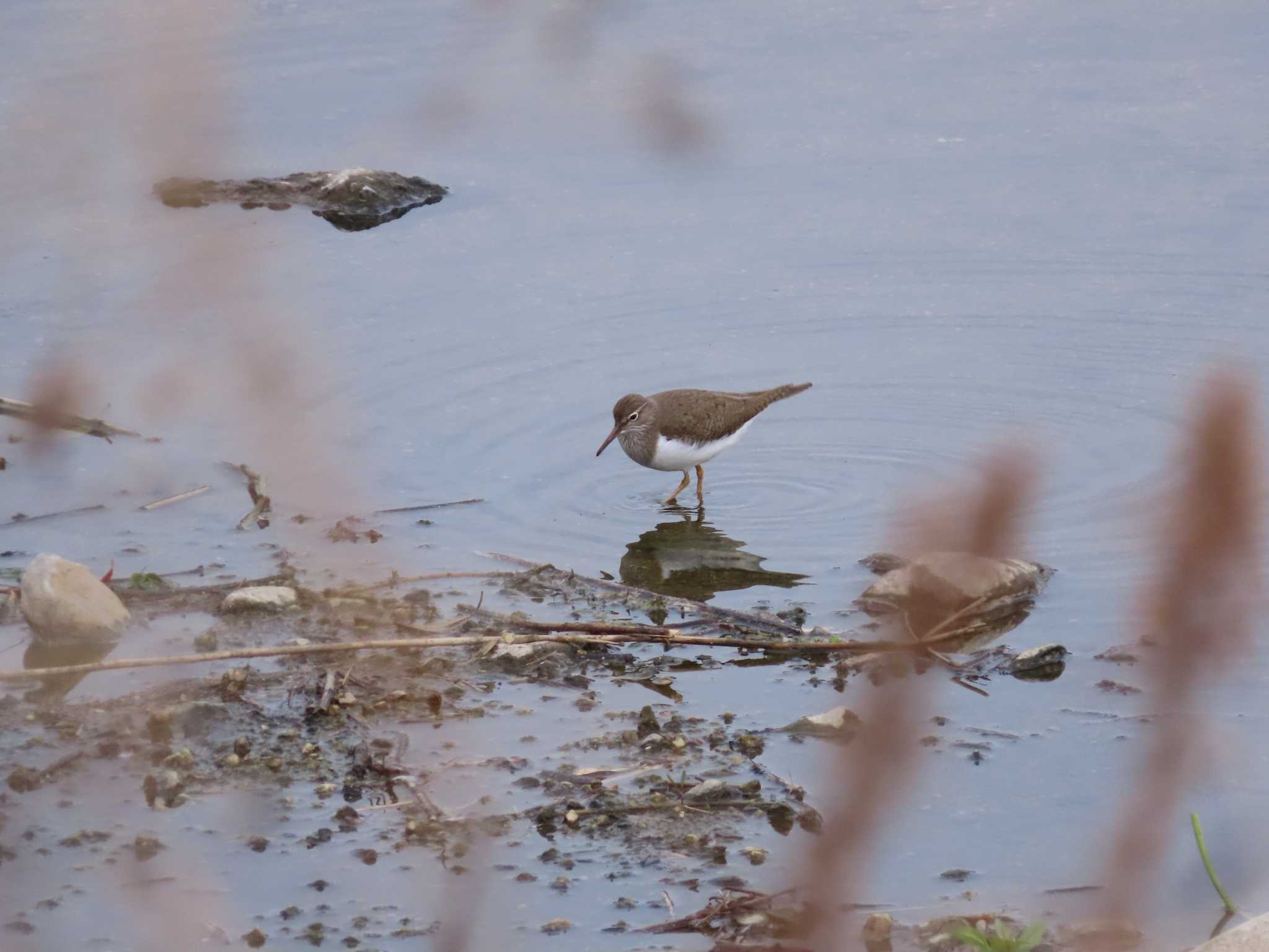 Photo of Common Sandpiper at 海蔵川 by sword-fish8240