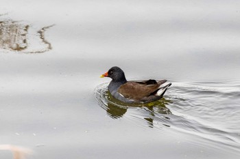 Common Moorhen 瑞梅寺川 Sun, 3/20/2022