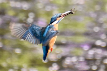 Common Kingfisher 練馬区 Sat, 4/2/2022